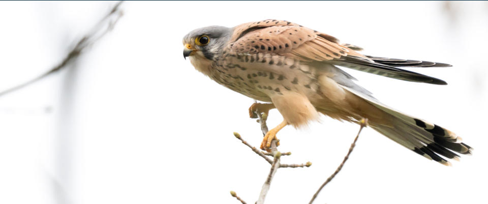 Männchen, adult